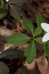 Wood anemone